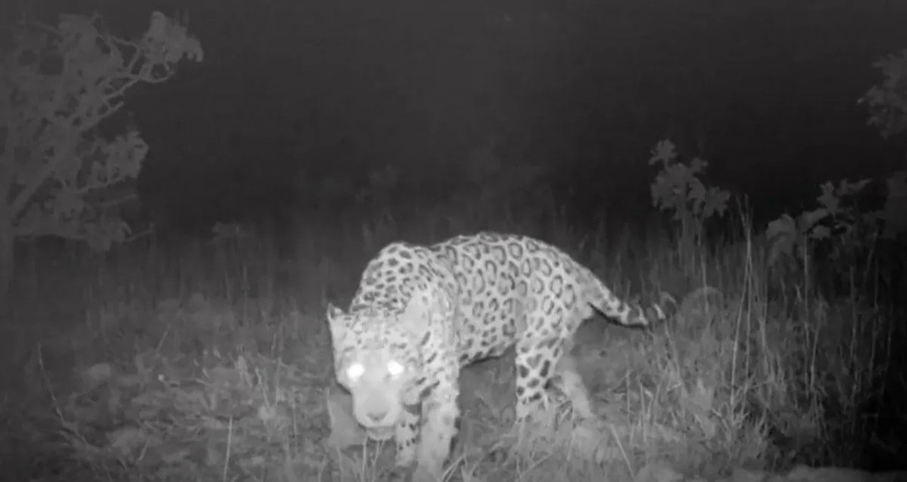 bilim insanlari saskin kilometrelerce yuzdu rekor kirdi WpSDcEn2