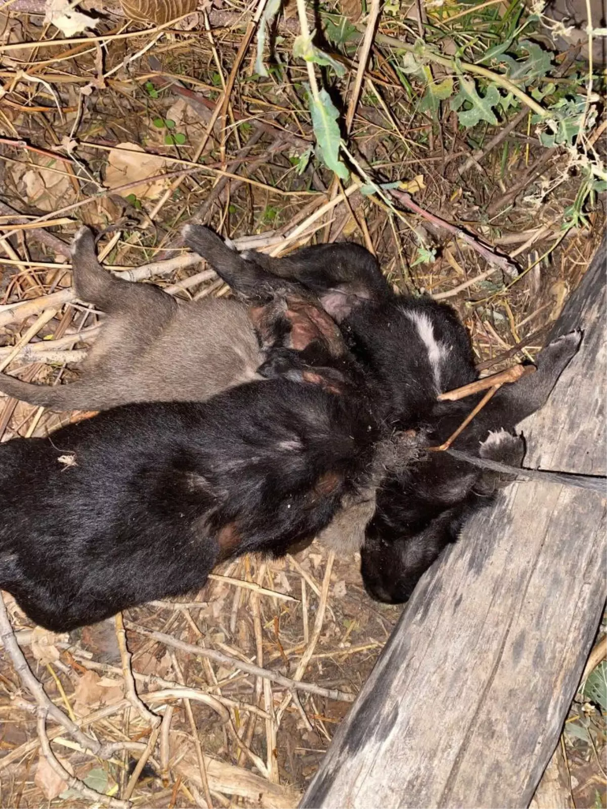 kopekler iple baglanarak boguldu iXYAd7i5