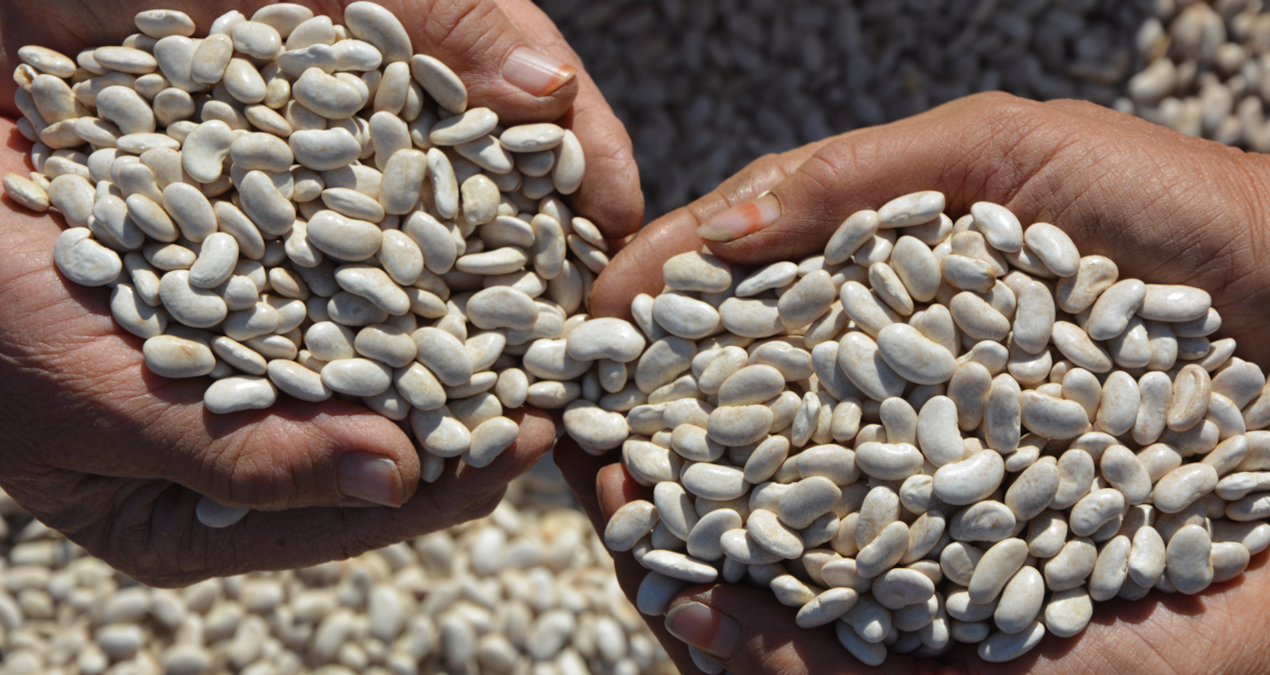 susuz ve kimyasalsiz demirci fasulyesi turkiyenin sofralarini fethediyor TTfVGKzf