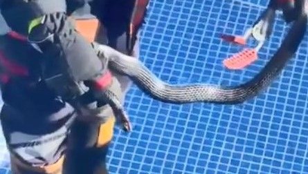 mersinde site havuzunda 15 metrelik yilan panigi bUeUWmDg