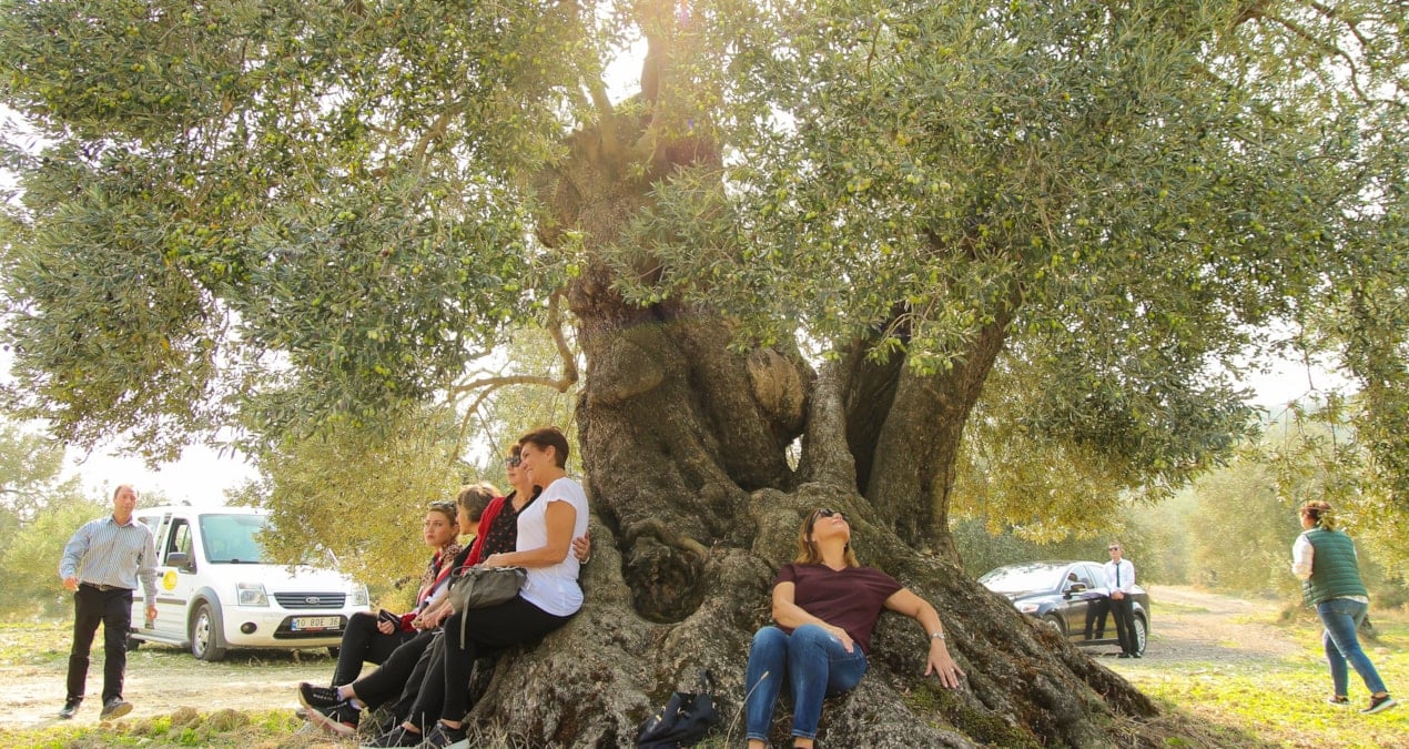 zeytin cenneti tedirgin bnBQYaFE.jpg