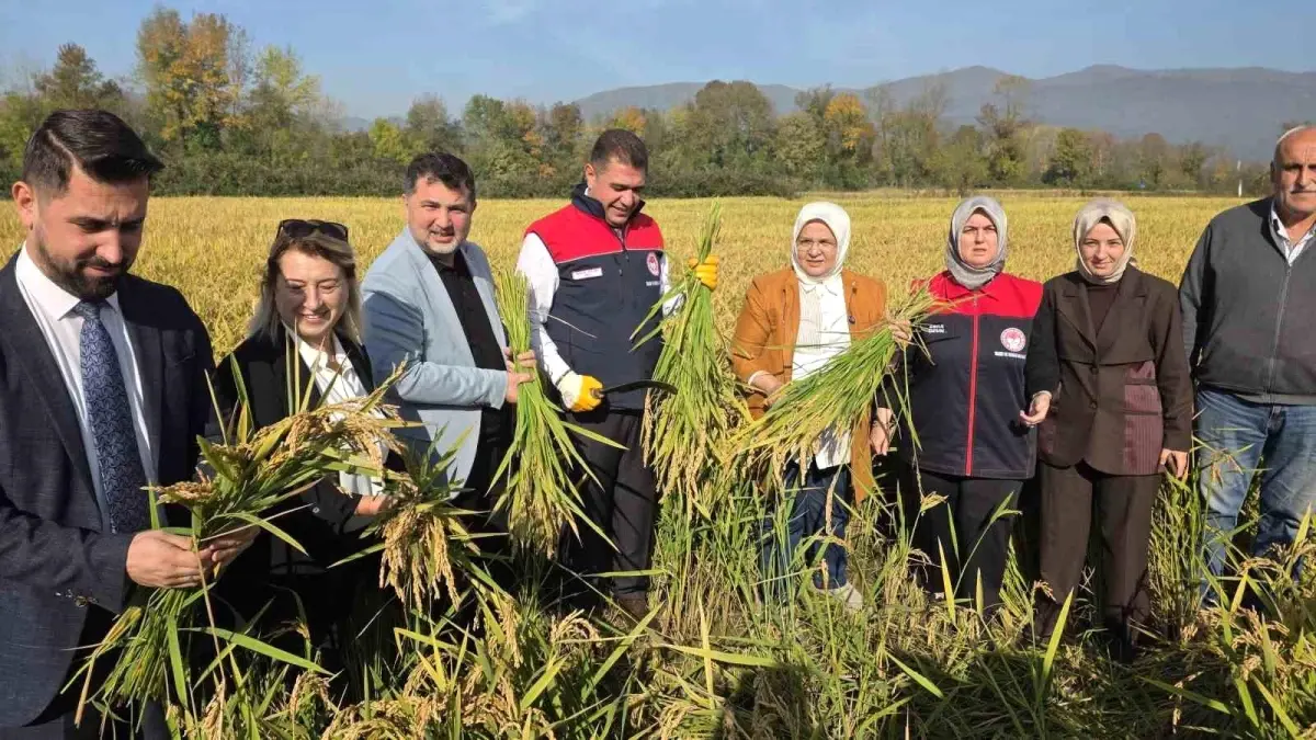 duzcede konuralp pirinci hasat senligi C34i5v6z.jpg