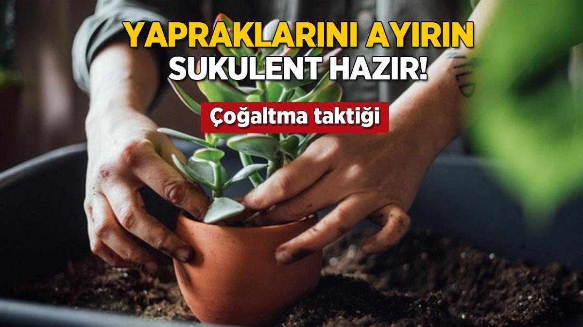yapraklarini ayirin sukulent cogalsin en kolay yontem buymus Hcv8r8cc.jpg