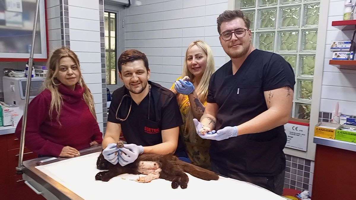 Çift Başlı Kedi Yavrusunun Sezaryen ile Doğumu