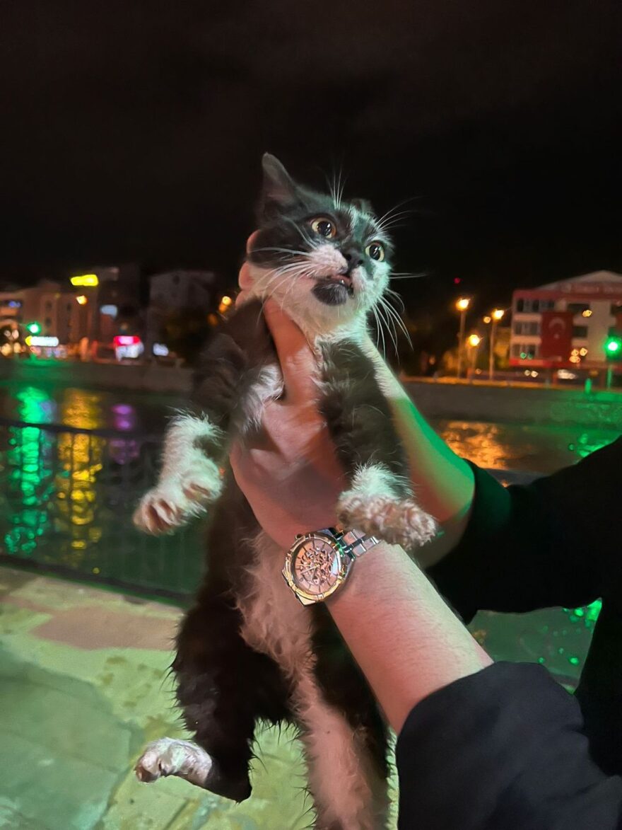 Yeşilırmak Nehri’nde Mahsur Kalan Kedi Başarıyla Kurtarıldı